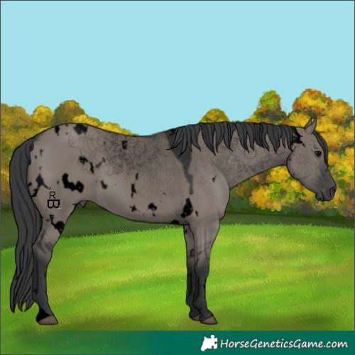 Horse Color:Void White Spotted Grullo