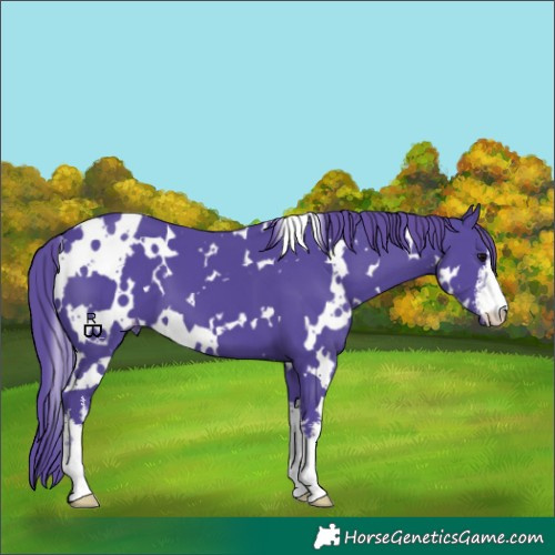 Horse Color:Watercolor White Spotted Black Appaloosa