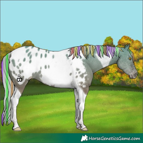 Horse Color:Painted Silver Grullo Tobiano Appaloosa 