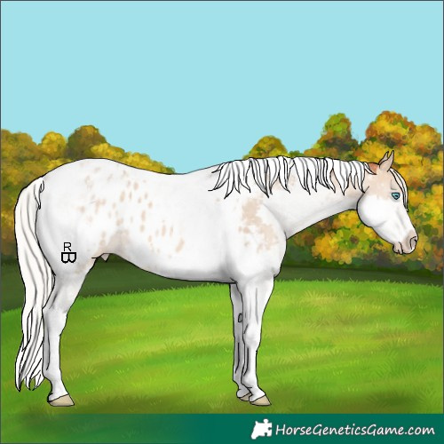 Horse Color:Silver Bay Dun Splash Tobiano Appaloosa 