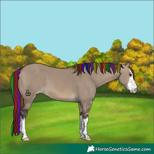 Horse Color:Painted White Spotted Brown Dun Appaloosa 