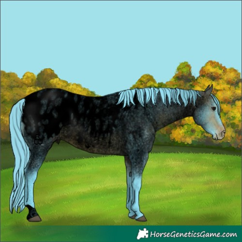 Horse Color:Void Watercolor Bay Roan Appaloosa 