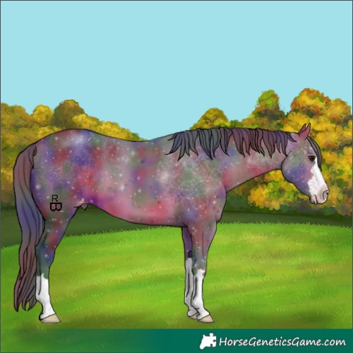 Horse Color:Nacre Bay Appaloosa 