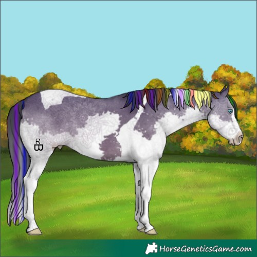 Horse Color:Painted Grullo Splash Tobiano 