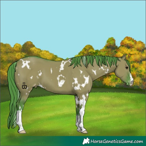 Horse Color:Watercolor White Spotted Grullo Appaloosa 