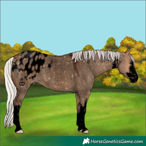 Horse Color:Void White Spotted Silver Bay Roan Dun Appaloosa