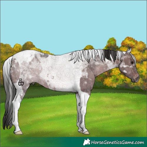 Horse Color:Gray Bay Dun Tobiano Appaloosa 