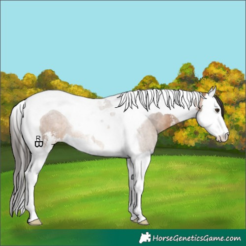 Horse Color:Bay Dun Sabino Splash Tobiano