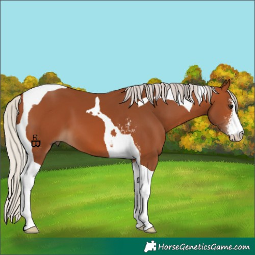 Horse Color:Silver Bay Sabino Tobiano 