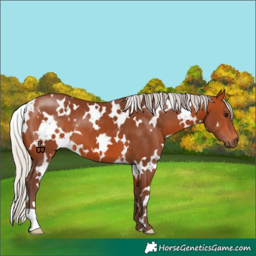 Horse Color:White Spotted Silver Bay 