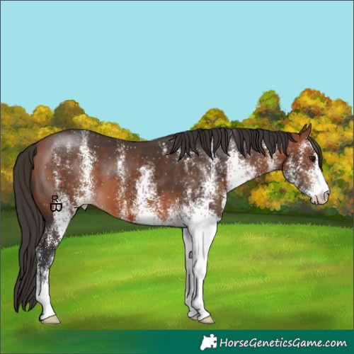Horse Color:White Spotted Bay