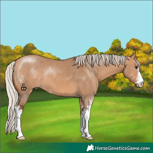 Horse Color:Silver Bay Dun Sabino