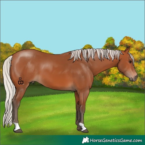 Horse Color:Silver Bay 