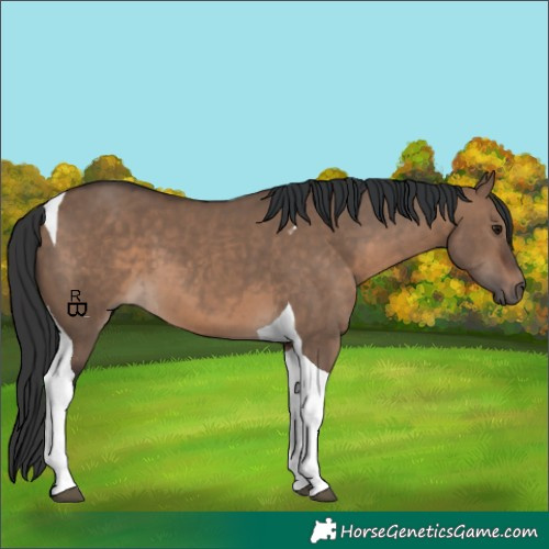 Horse Color:Brown Dun Tobiano 