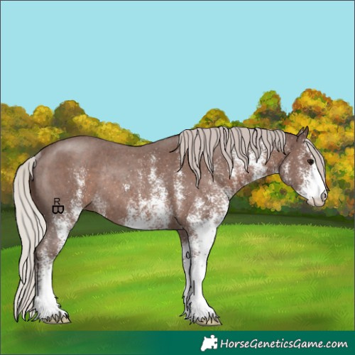 Horse Color:White Spotted Silver Black Rabicano