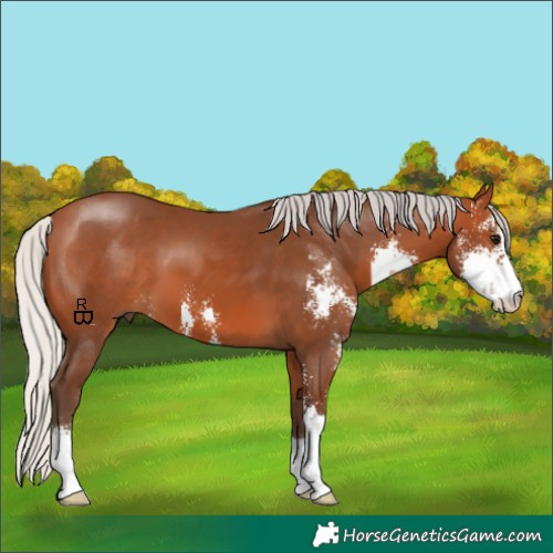 Horse Color:Silver Bay Sabino 