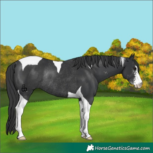 Horse Color:Black Sabino Tobiano Rabicano 