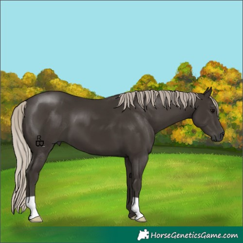Horse Color:Gray Silver Black 