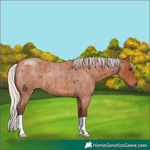 Horse Color:Silver Bay Roan 