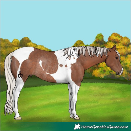 Horse Color:Silver Black Tobiano Rabicano