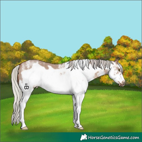Horse Color:White Spotted Silver Brown Dun Frame 