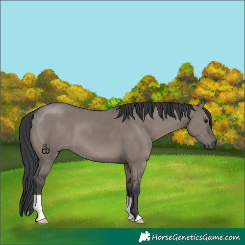 Horse Color:Grullo