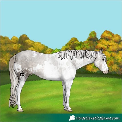 Horse Color:White Spotted Silver Smoky Grullo