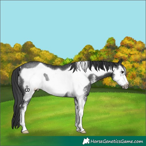 Horse Color:Black Sabino Frame Rabicano