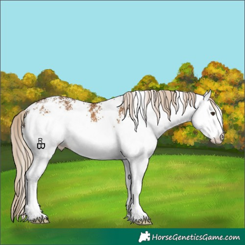 Horse Color:White Spotted Chocolate Palomino 