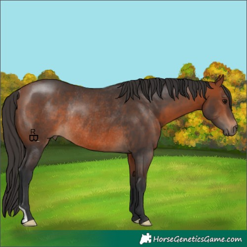 Horse Color:Bay Rabicano