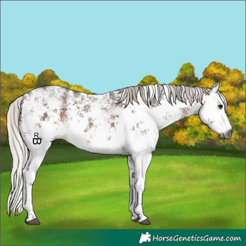 Horse Color:Gray White Spotted Silver Brown Sabino