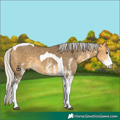 Horse Color:White Spotted Silver Buckskin Dun Tobiano Rabicano