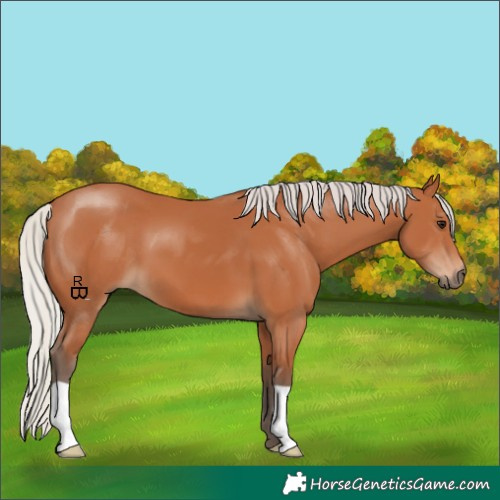 Horse Color:Silver Bay