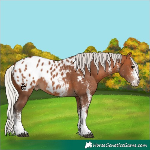 Horse Color:White Spotted Silver Bay Appaloosa