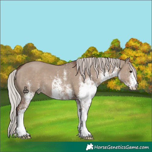 Horse Color:White Spotted Silver Grullo 