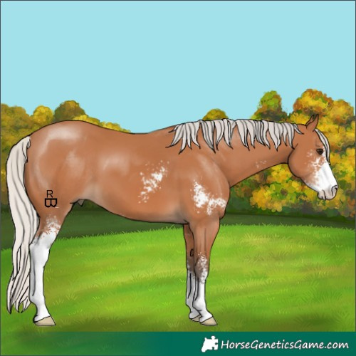 Horse Color:Silver Bay Sabino 