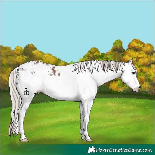 Horse Color:White Spotted Silver Black 