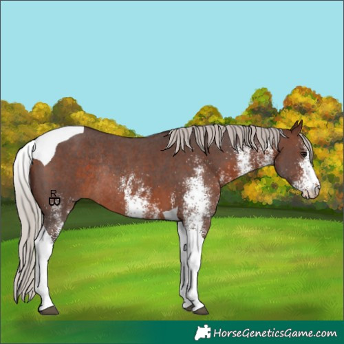 Horse Color:White Spotted Silver Brown Tobiano Rabicano 