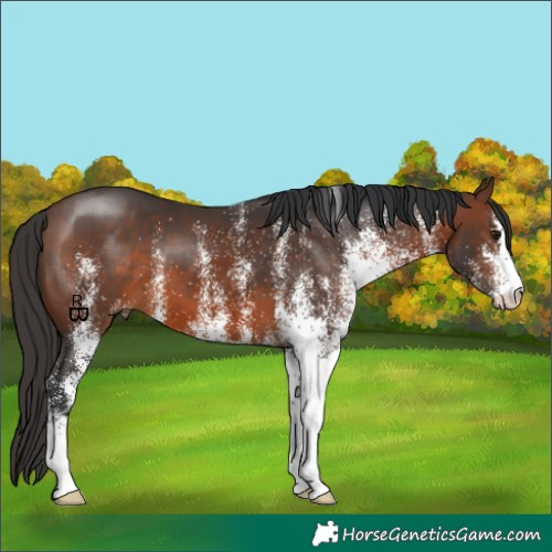 Horse Color:White Spotted Brown 