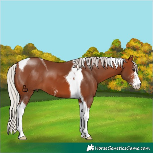 Horse Color:Silver Brown Sabino Tobiano 