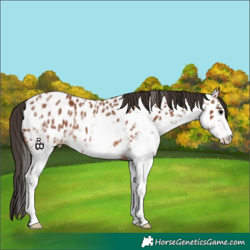 Horse Color:White Spotted Bay Appaloosa 