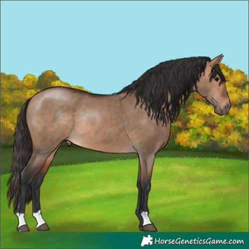 Horse Color:Bay Dun Rabicano 