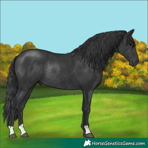 Horse Color:Black Rabicano