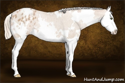 Horse Color:White Spotted Chestnut Pearl Splash Appaloosa 