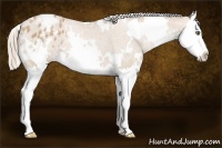 Horse Color:White Spotted Chestnut Pearl Splash Varnish