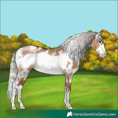 Horse Color:White Spotted Silver Bay Dun Frame