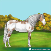 Horse Color:White Spotted Silver Bay Dun Frame