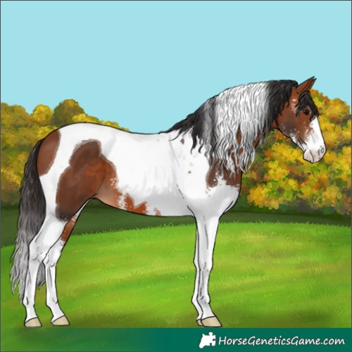 Horse Color:Bay Sabino Tobiano 