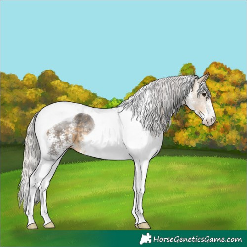 Horse Color:White Spotted Silver Buckskin Tobiano 