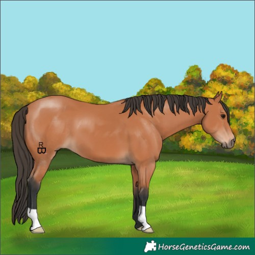 Horse Color:Bay 
